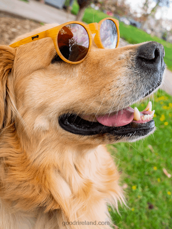 Goodr P68JB86 Bodhi's Ultimate Ride